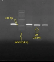 Gene Cell Tissue